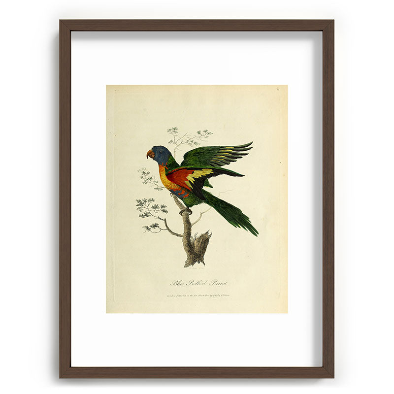 "Blue Bellied Parrot" by Sarah Stone, 1790 Framed Art Print