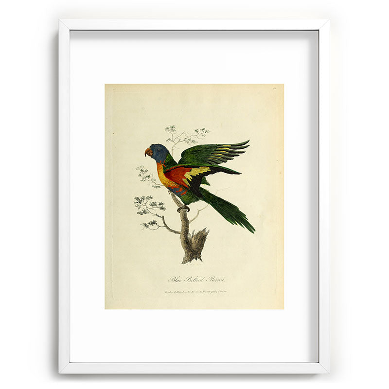 "Blue Bellied Parrot" by Sarah Stone, 1790 Framed Art Print