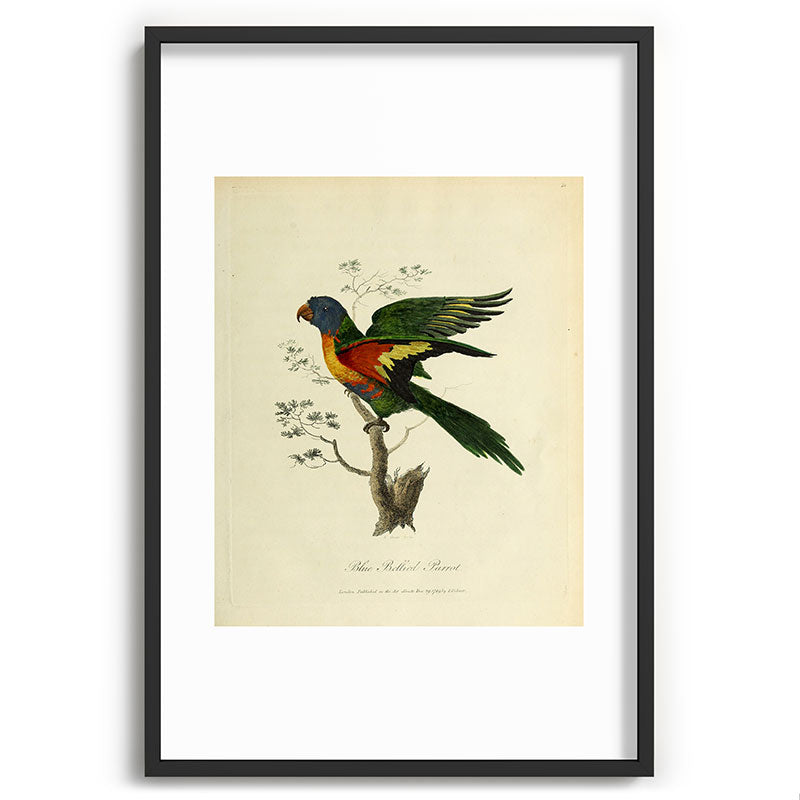 "Blue Bellied Parrot" by Sarah Stone, 1790 Framed Art Print