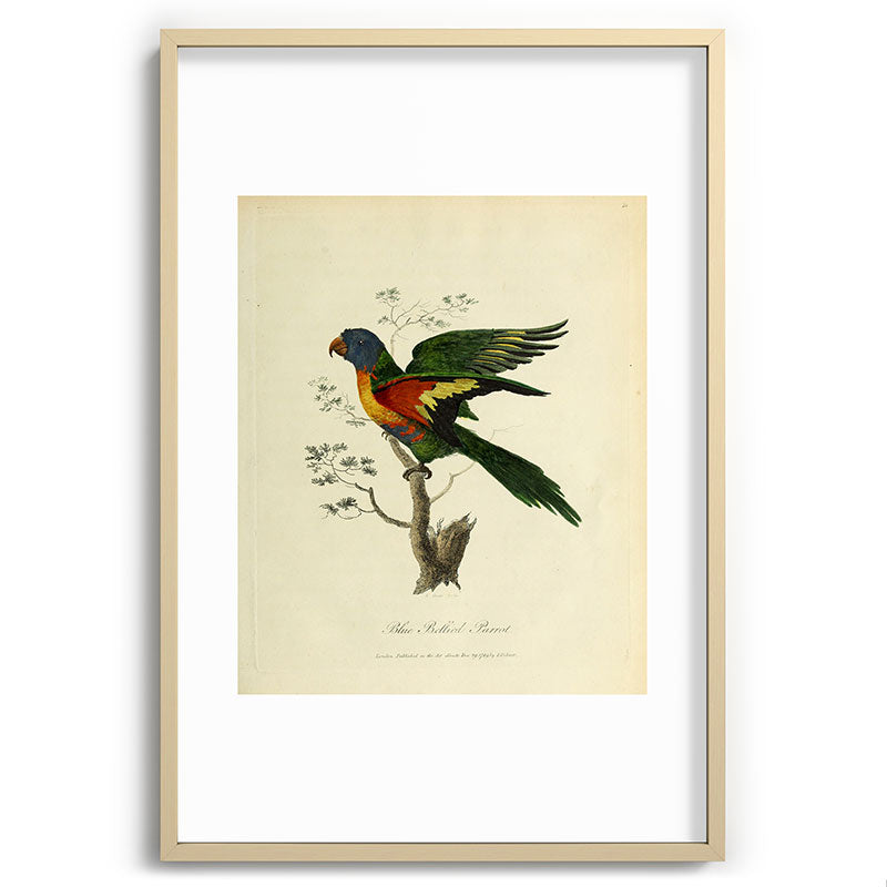 "Blue Bellied Parrot" by Sarah Stone, 1790 Framed Art Print