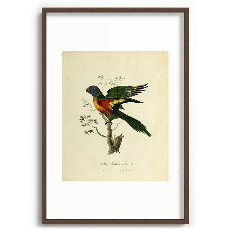 "Blue Bellied Parrot" by Sarah Stone, 1790 Framed Art Print