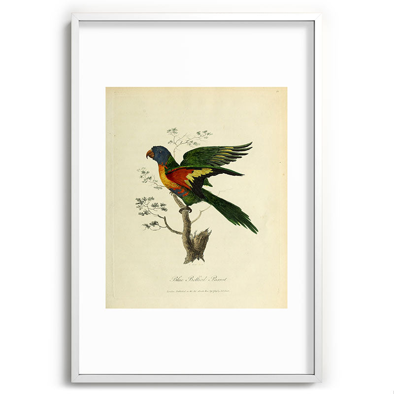 "Blue Bellied Parrot" by Sarah Stone, 1790 Framed Art Print