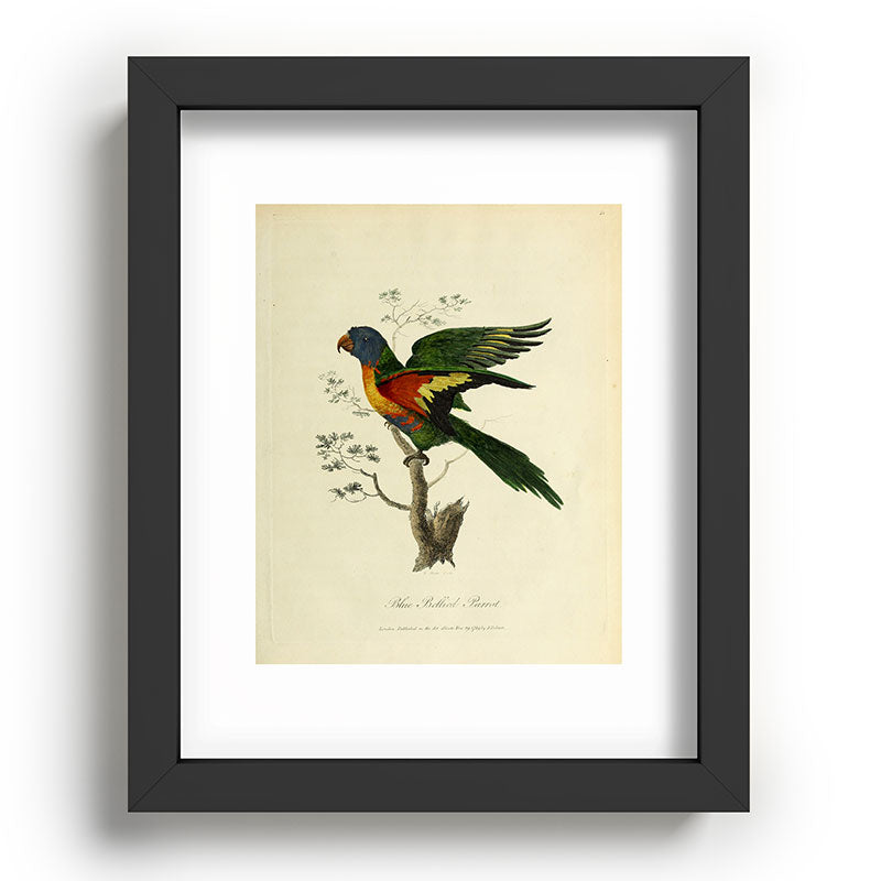 "Blue Bellied Parrot" by Sarah Stone, 1790 Framed Art Print
