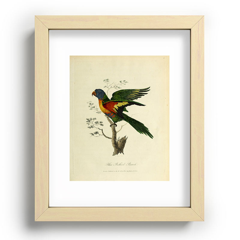 "Blue Bellied Parrot" by Sarah Stone, 1790 Framed Art Print
