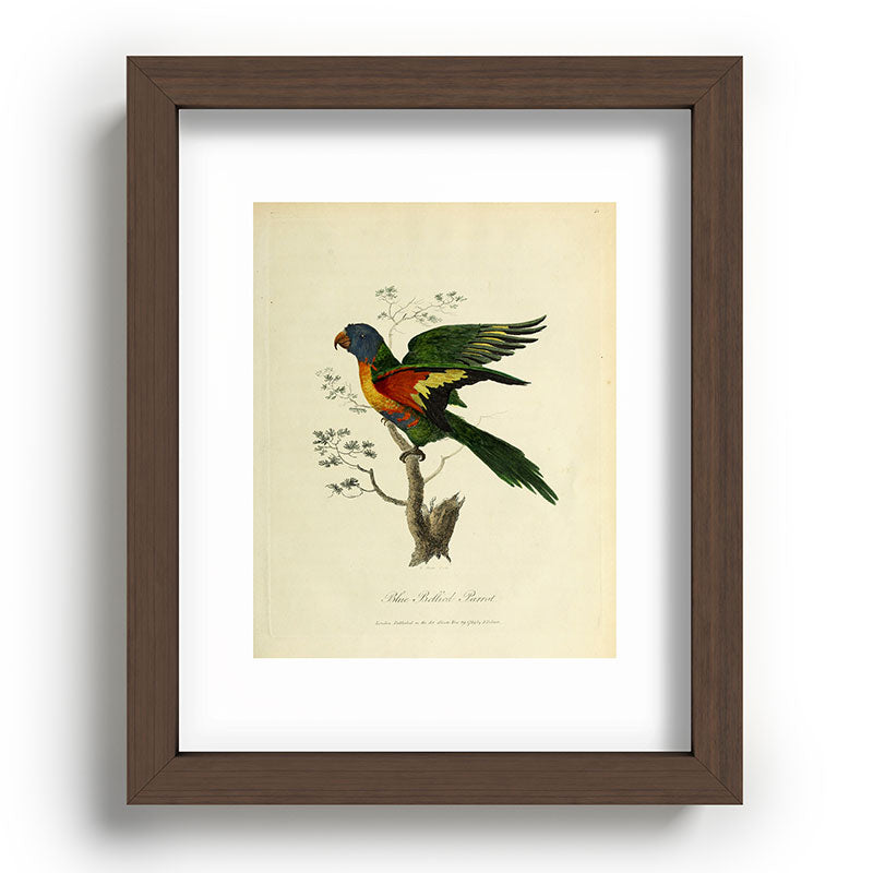 "Blue Bellied Parrot" by Sarah Stone, 1790 Framed Art Print