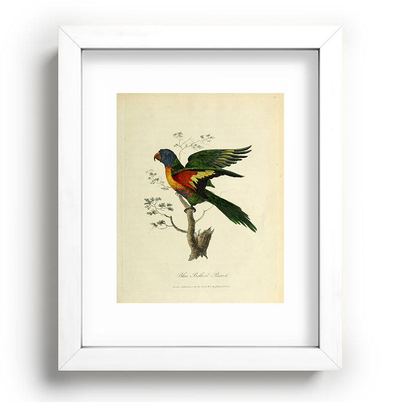 "Blue Bellied Parrot" by Sarah Stone, 1790 Framed Art Print