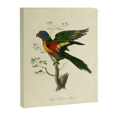 "Blue Bellied Parrot" by Sarah Stone, 1790 Canvas Print