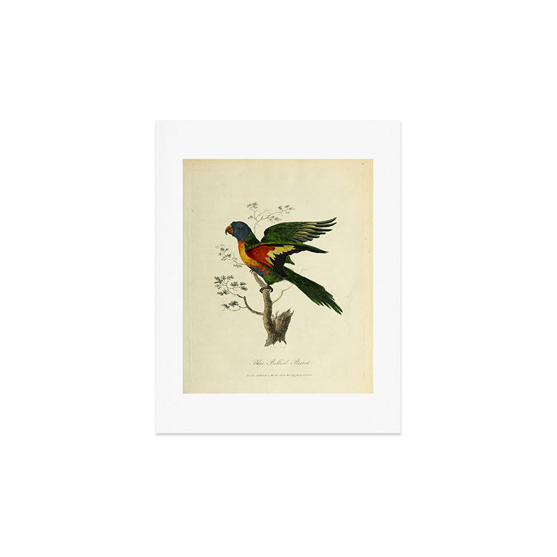 "Blue Bellied Parrot" by Sarah Stone, 1790 Art Print