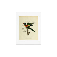"Blue Bellied Parrot" by Sarah Stone, 1790 Art Print