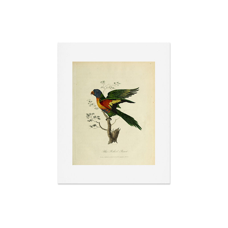 "Blue Bellied Parrot" by Sarah Stone, 1790 Art Print