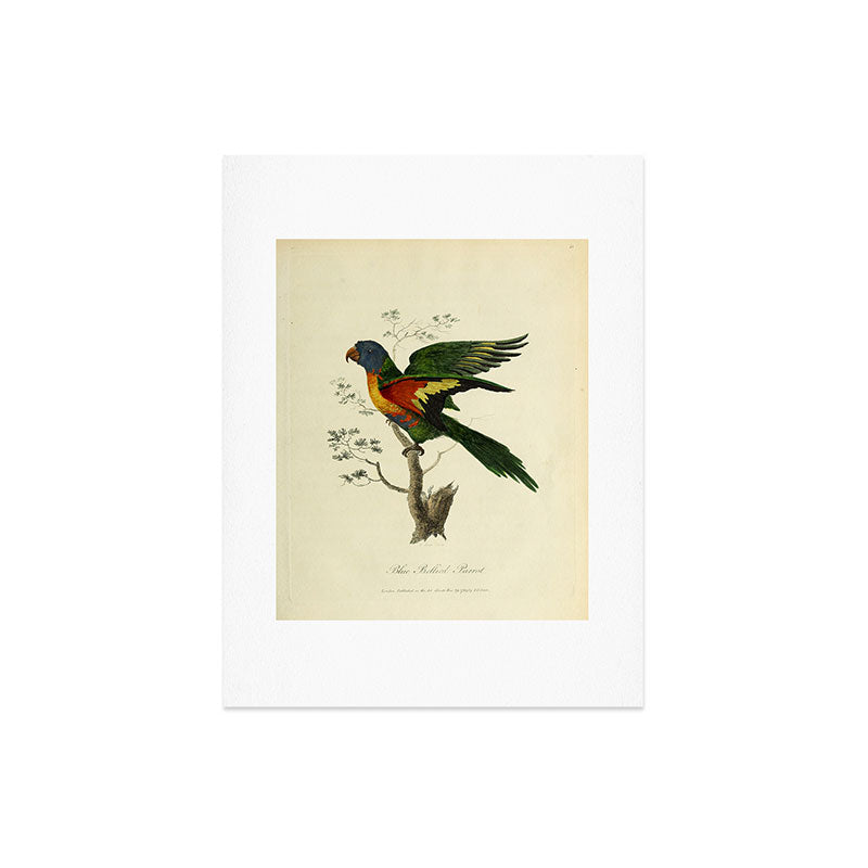 "Blue Bellied Parrot" by Sarah Stone, 1790 Art Print