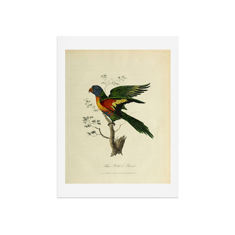 "Blue Bellied Parrot" by Sarah Stone, 1790 Art Print