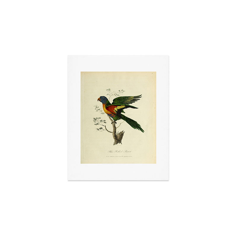 "Blue Bellied Parrot" by Sarah Stone, 1790 Art Print
