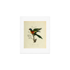 "Blue Bellied Parrot" by Sarah Stone, 1790 Art Print