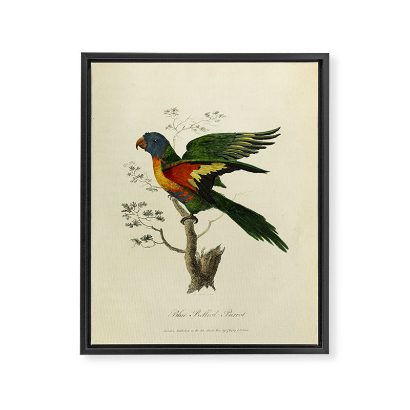 "Blue Bellied Parrot" by Sarah Stone, 1790 Framed Canvas Print