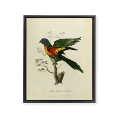 "Blue Bellied Parrot" by Sarah Stone, 1790 Framed Canvas Print