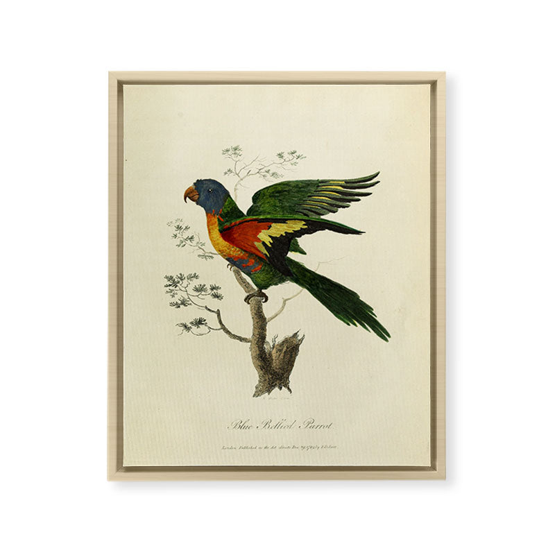 "Blue Bellied Parrot" by Sarah Stone, 1790 Framed Canvas Print