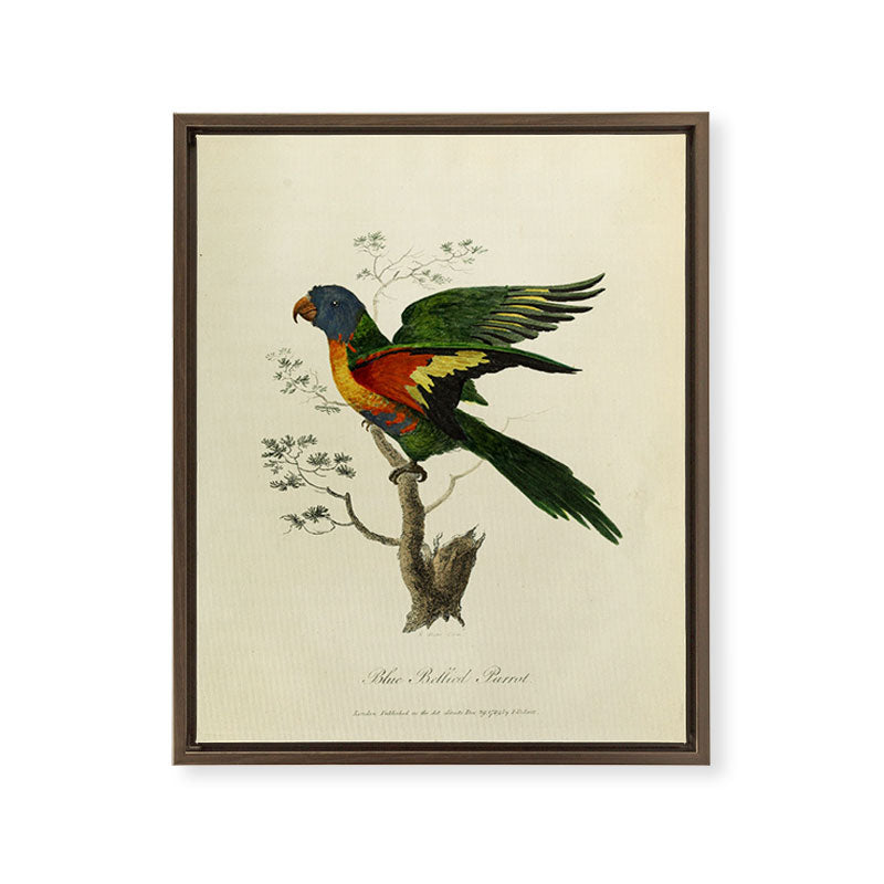 "Blue Bellied Parrot" by Sarah Stone, 1790 Framed Canvas Print