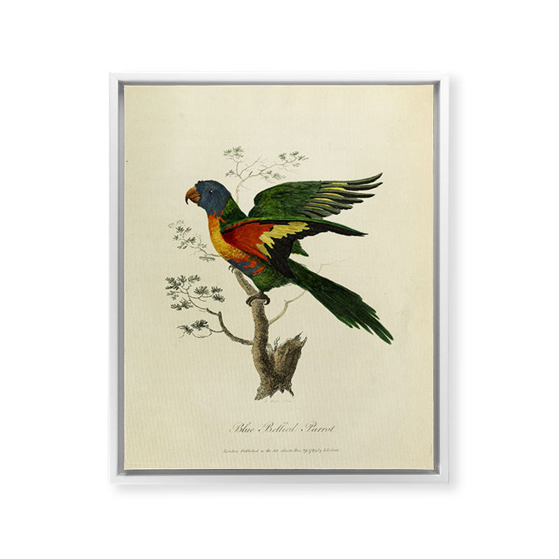 "Blue Bellied Parrot" by Sarah Stone, 1790 Framed Canvas Print