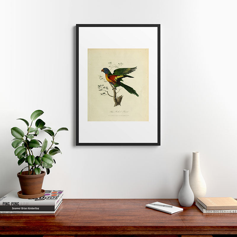 "Blue Bellied Parrot" by Sarah Stone, 1790 Framed Art Print