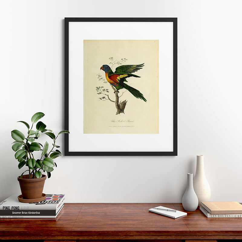 "Blue Bellied Parrot" by Sarah Stone, 1790 Framed Art Print