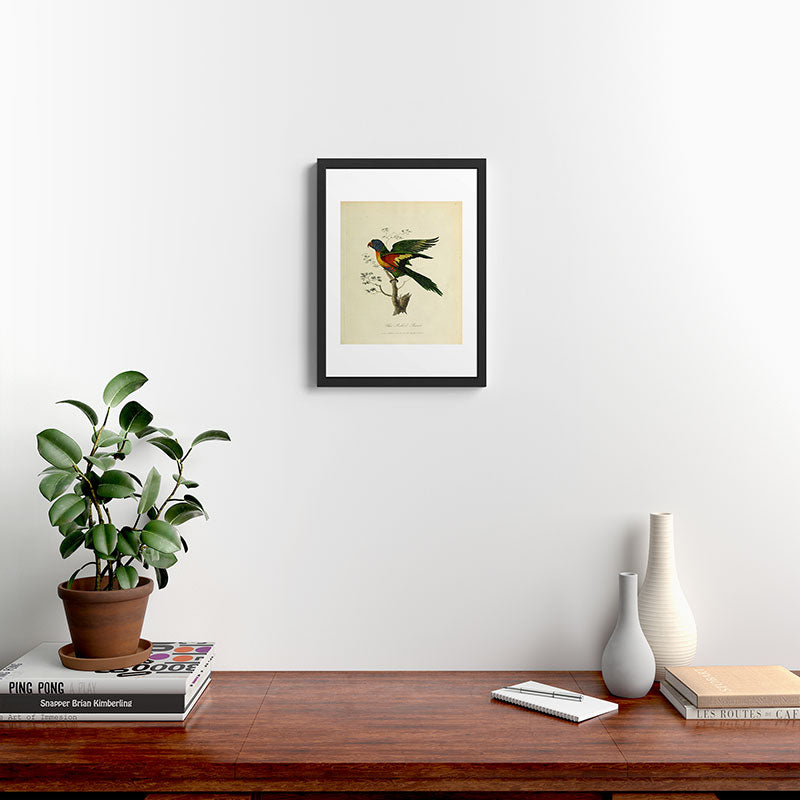 "Blue Bellied Parrot" by Sarah Stone, 1790 Framed Art Print