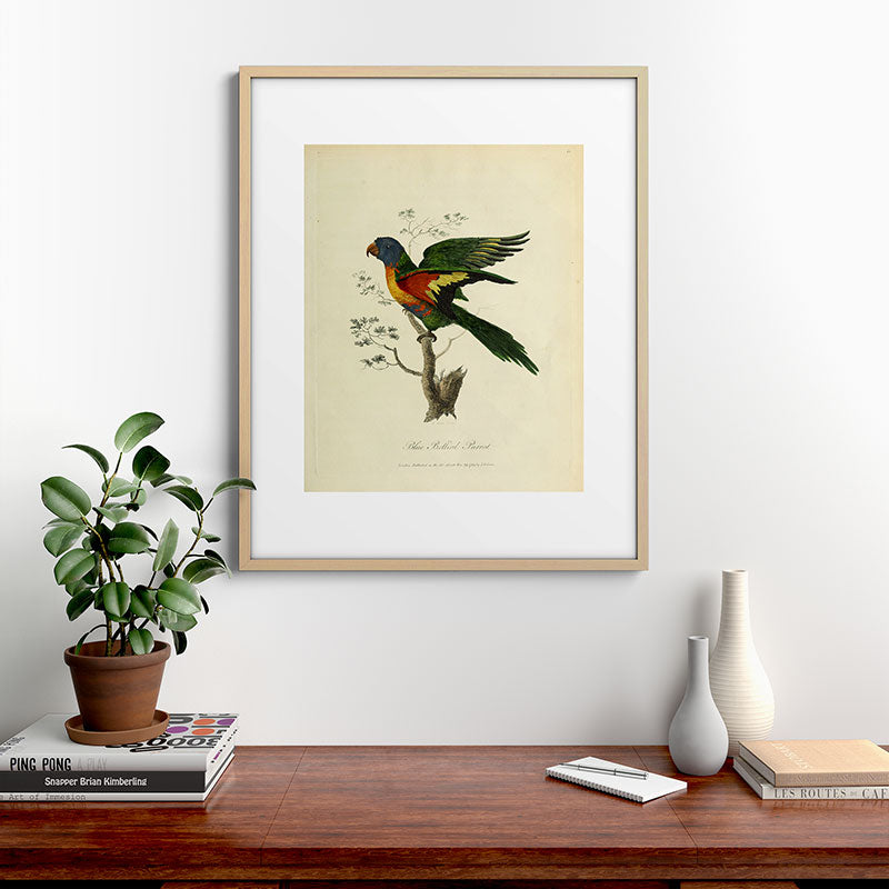 "Blue Bellied Parrot" by Sarah Stone, 1790 Framed Art Print