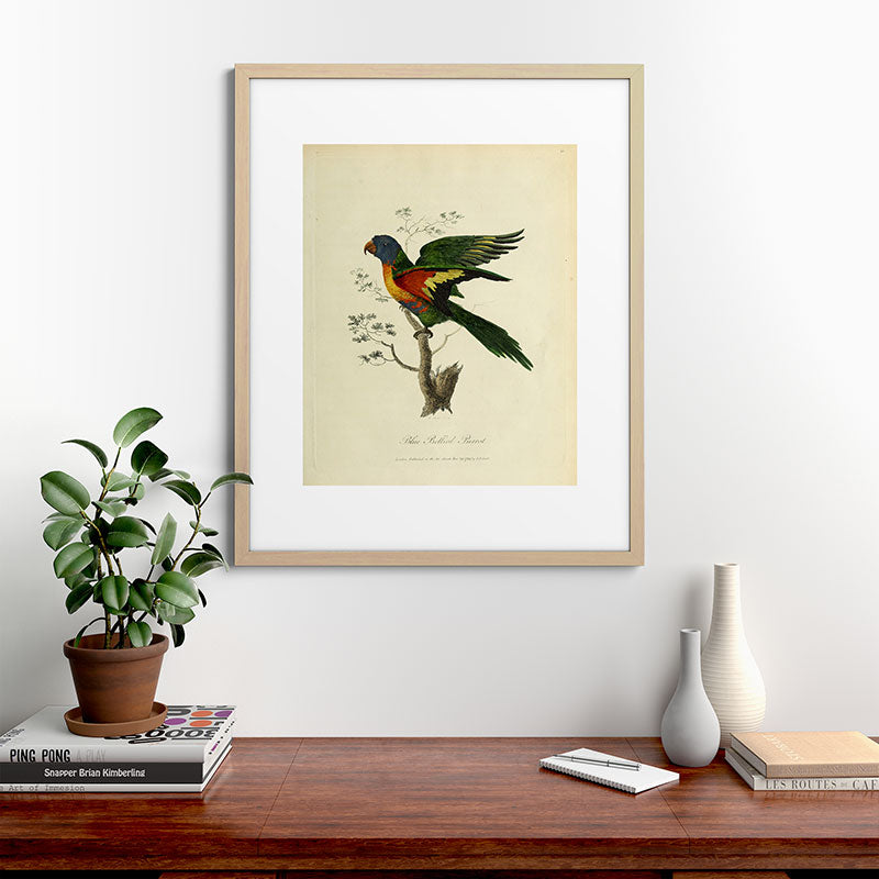 "Blue Bellied Parrot" by Sarah Stone, 1790 Framed Art Print