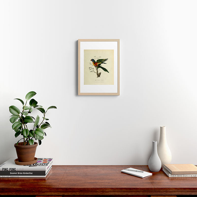 "Blue Bellied Parrot" by Sarah Stone, 1790 Framed Art Print