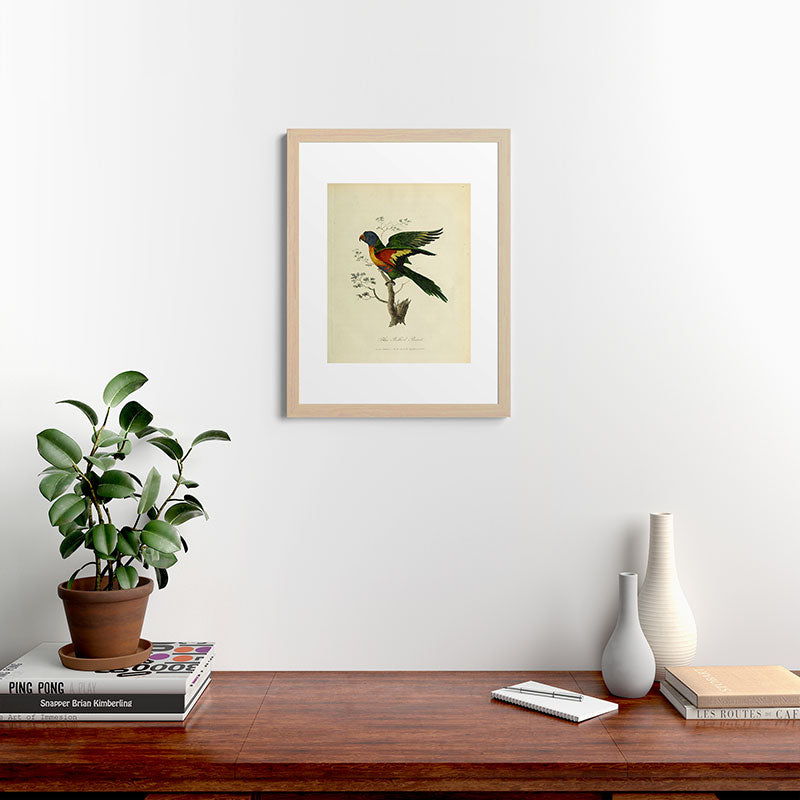 "Blue Bellied Parrot" by Sarah Stone, 1790 Framed Art Print