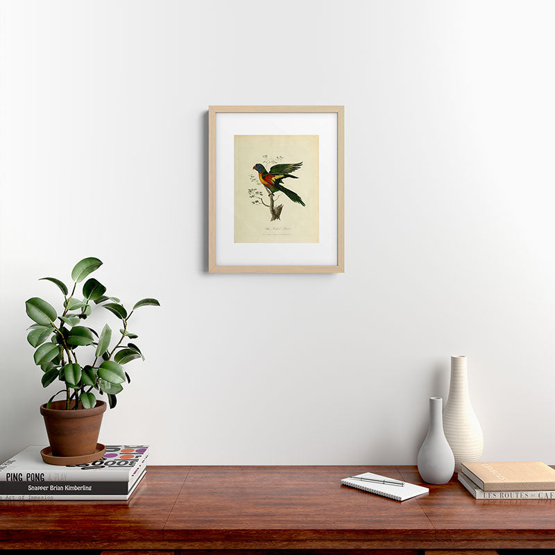 "Blue Bellied Parrot" by Sarah Stone, 1790 Framed Art Print