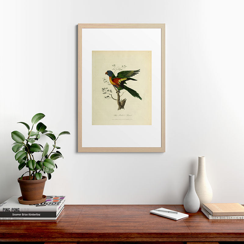 "Blue Bellied Parrot" by Sarah Stone, 1790 Framed Art Print