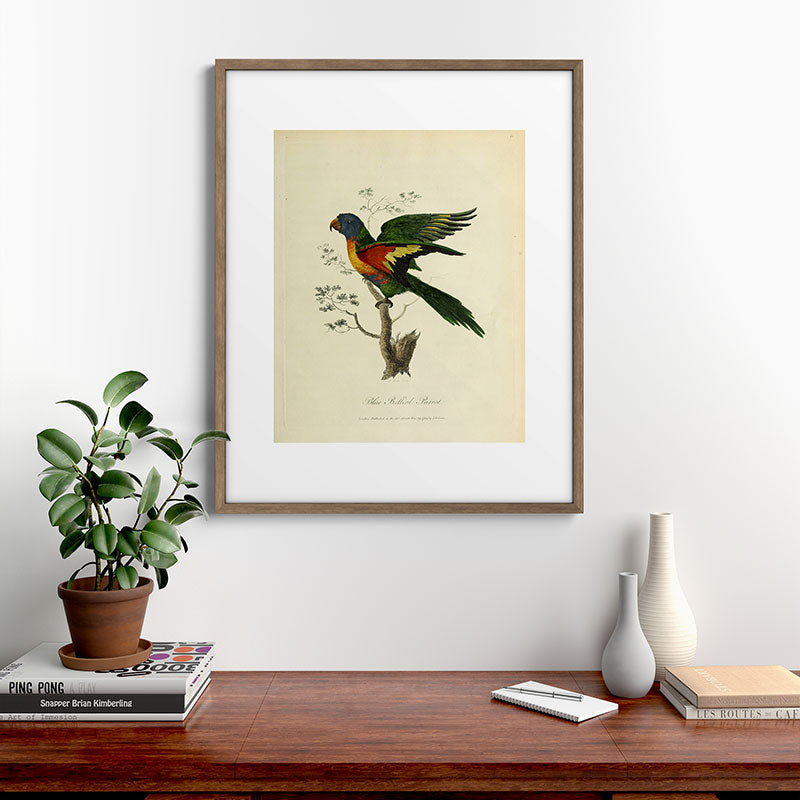 "Blue Bellied Parrot" by Sarah Stone, 1790 Framed Art Print