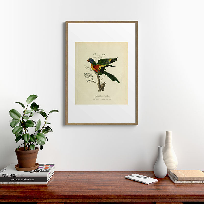 "Blue Bellied Parrot" by Sarah Stone, 1790 Framed Art Print