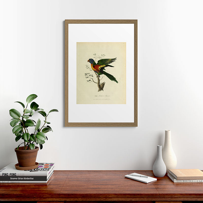 "Blue Bellied Parrot" by Sarah Stone, 1790 Framed Art Print