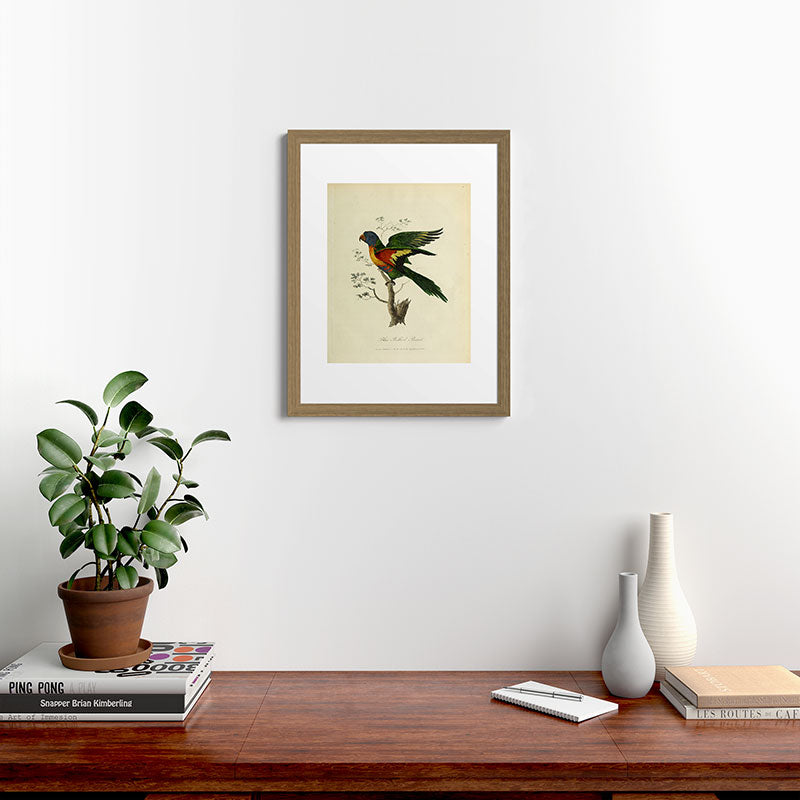 "Blue Bellied Parrot" by Sarah Stone, 1790 Framed Art Print