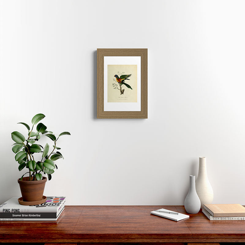 "Blue Bellied Parrot" by Sarah Stone, 1790 Framed Art Print