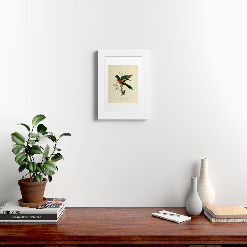 "Blue Bellied Parrot" by Sarah Stone, 1790 Framed Art Print