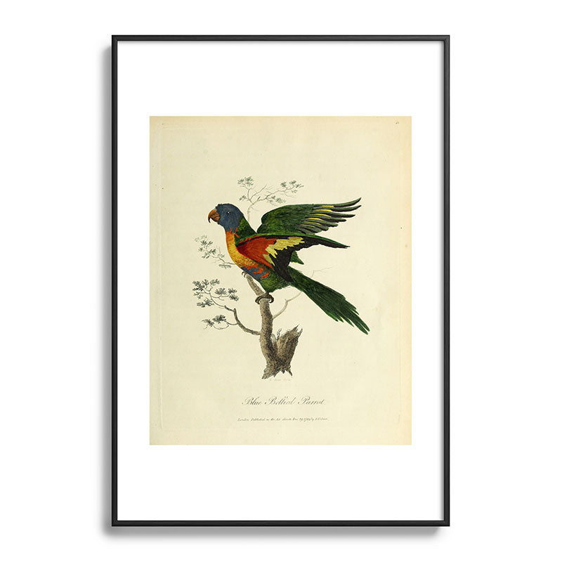 "Blue Bellied Parrot" by Sarah Stone, 1790 Framed Art Print