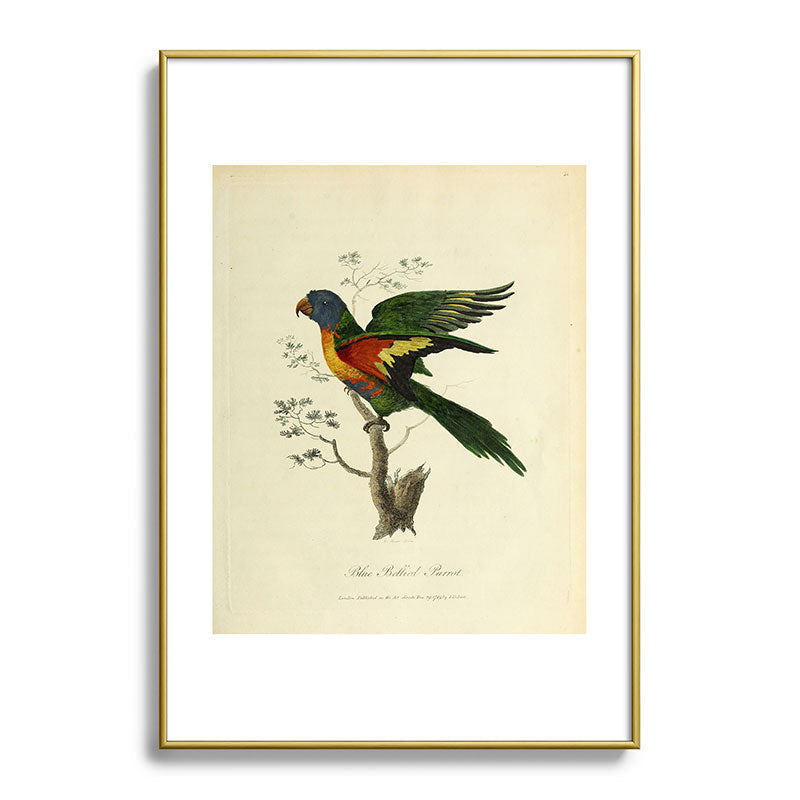 "Blue Bellied Parrot" by Sarah Stone, 1790 Framed Art Print
