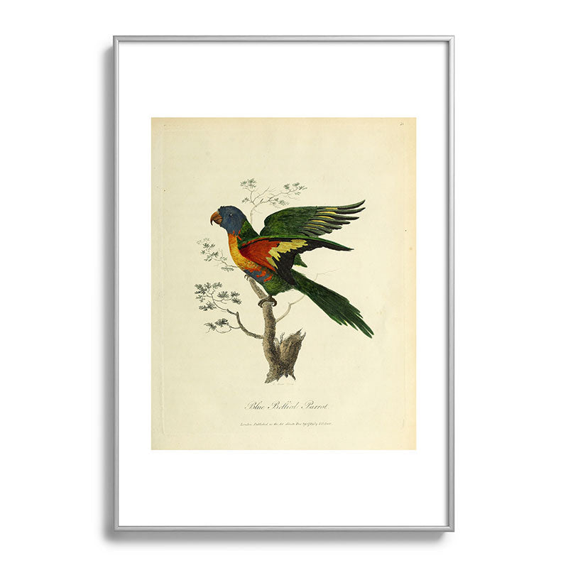 "Blue Bellied Parrot" by Sarah Stone, 1790 Framed Art Print