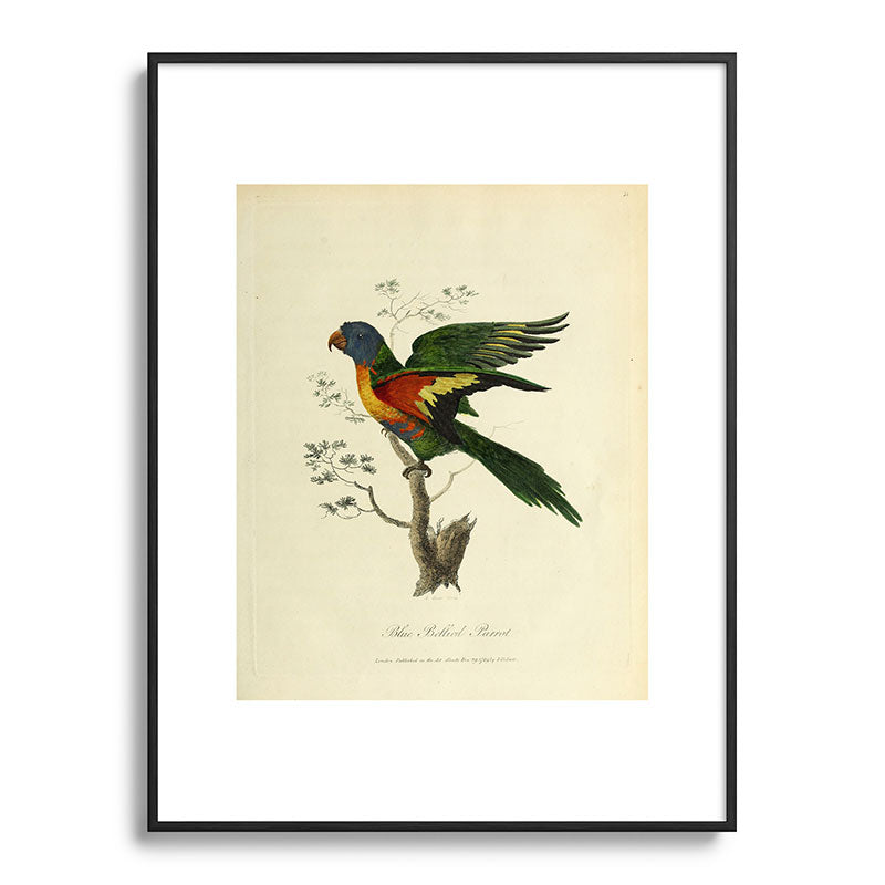 "Blue Bellied Parrot" by Sarah Stone, 1790 Framed Art Print