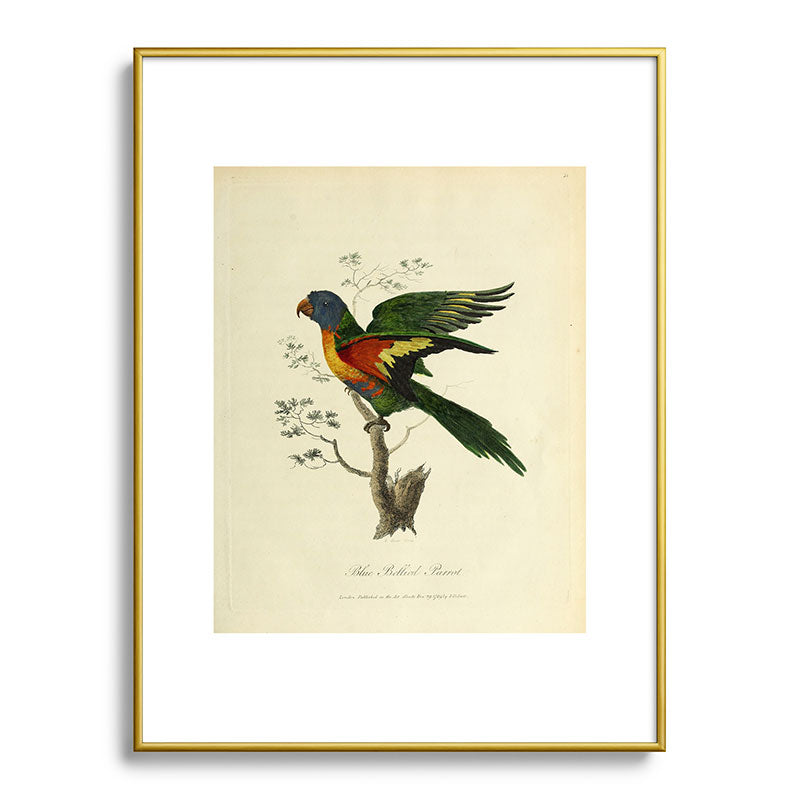 "Blue Bellied Parrot" by Sarah Stone, 1790 Framed Art Print