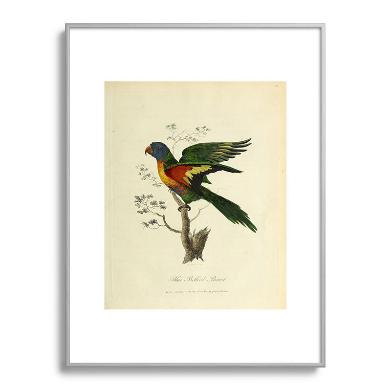 "Blue Bellied Parrot" by Sarah Stone, 1790 Framed Art Print