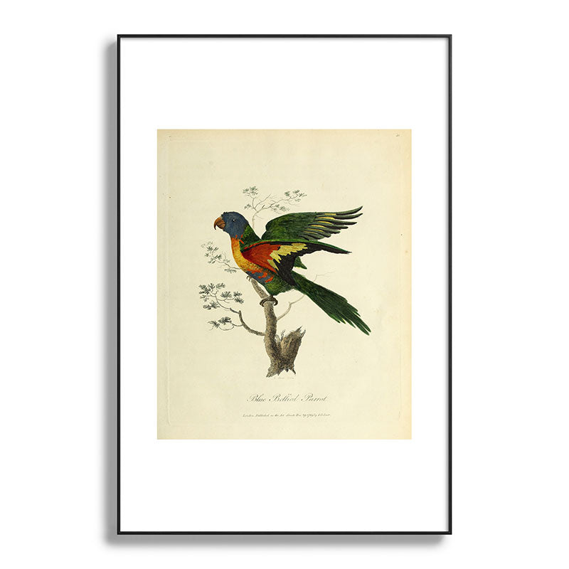 "Blue Bellied Parrot" by Sarah Stone, 1790 Framed Art Print