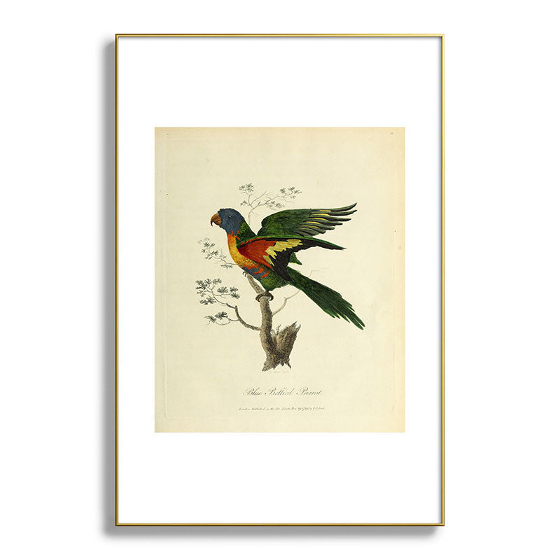 "Blue Bellied Parrot" by Sarah Stone, 1790 Framed Art Print