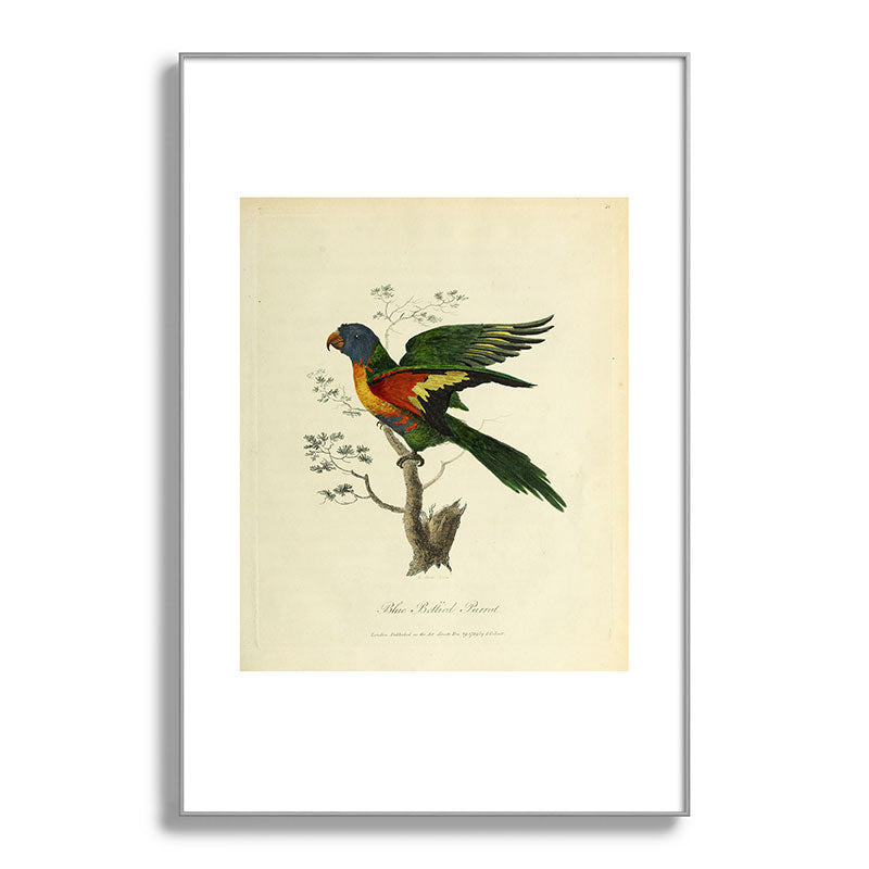 "Blue Bellied Parrot" by Sarah Stone, 1790 Framed Art Print