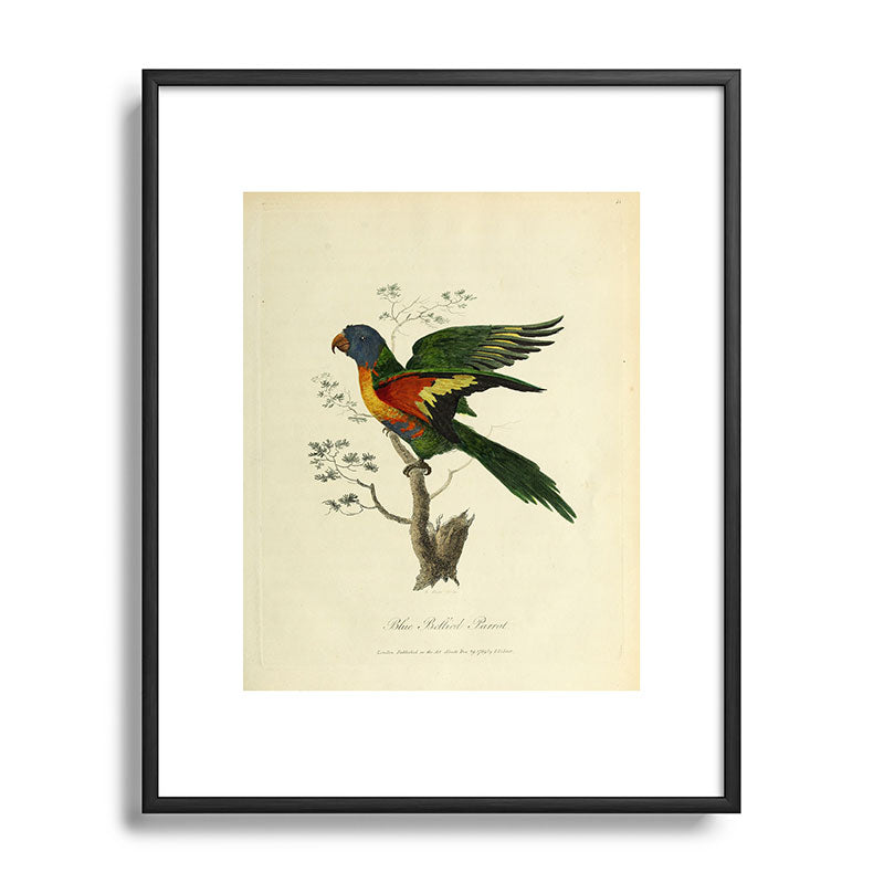 "Blue Bellied Parrot" by Sarah Stone, 1790 Framed Art Print