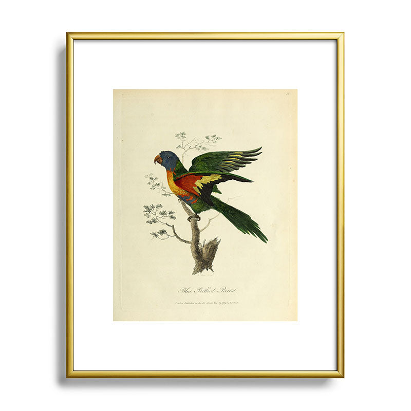 "Blue Bellied Parrot" by Sarah Stone, 1790 Framed Art Print
