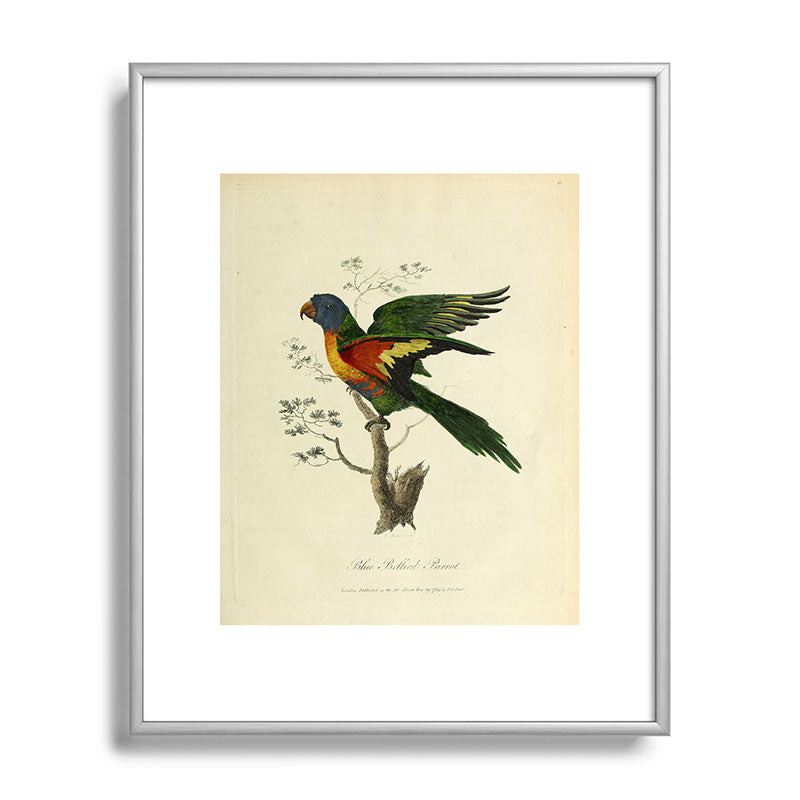 "Blue Bellied Parrot" by Sarah Stone, 1790 Framed Art Print